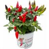 Okrasná paprika Sombrero červená, kont. p10,5