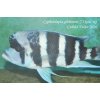 Cyphotilapia gibberosa Ikola - 4,5-6cm