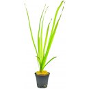 Vallisneria spiralis