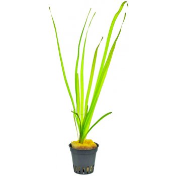 Vallisneria spiralis