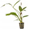 Echinodorus Rose