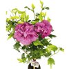 Ibištek sýrsky na kmienku FloraSelf Hibiscus syriacus 'Magenta Chiffon' výška kmeňa 50 cm kvetináč 3 l