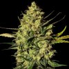 White Label - Master Kush Automatic 10 ks - Semená neobsahujú THC