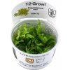 Pogostemon helferi 1-2 Grow!