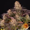 Barney's Farm Mimosa X Orange Punch neobsahuje THC 5 ks