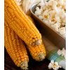 Kukurica pukancová Nana - Zea mays - semená kukurice - 15 ks