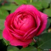 Kordes Roses Mnohokvetá ruža Kordes 'Für Elise®' 2l kontajner