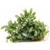 Dennerle Bucephalandra micrantha Needle Leaf In-Vitro