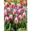 Tulipán 'Happy Feet' 5 ks Velikost: 12+