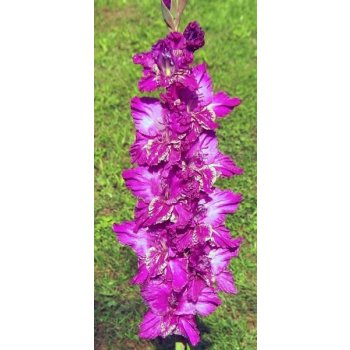 Gladiola VÍNOVÁ KRAJKA od 0,93 € - Heureka.sk