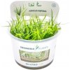 Juncus repens