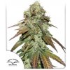 Dutch Passion CBD Mazar neobsahuje THC 10 ks