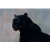 Fotografia Black leopard (Panthera pardus), Mark Newman, 40 × 26.7 cm