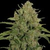 Barney´s Farm - Triple Cheese 3 ks - semená neobsahujú THC