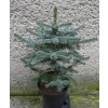 Smrek Pichľavý - Misty Blue Výška: 60 - 70cm, 3L