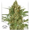 Dutch Passion - Snow Bud 10 ks - Semená neobsahujú THC