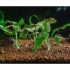 Cryptocoryne pontederiifolia