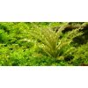 Pogostemon helferi 1-2 Grow!