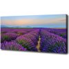 Foto obraz na plátne Pole levanduľa 100x50 cm