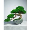 Machový Bonsaj 36×30 cm. – stabilizovaný bonsaj do interiéru