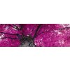 Dimex fototapeta Fialová koruna stromu M-480 | 330 x 110 cm (Vliesová fototapeta | lepidlo zdarma)