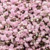 Gypsomilka pacifická - Nevestin závoj - Gypsophila pacifica - semená gypsomilky - 100 ks
