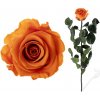 Stabilizovaná ruža - oranžová