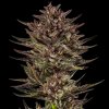 Barney´s Farm - Frosted Zinn x Cookie Dog Auto 3 ks - Semená neobsahujú THC.