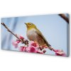Obraz na plátne Vták na vetve 100x50 cm