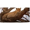 Sablio Uterák Leopard 2 - 70x140 cm
