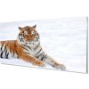 Nástenný panel Tiger winter 100x50 cm