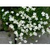 Klinček slzičkový Albus - Dianthus deltoides, kont. 0,5 l