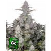Fast Buds Cannabis Seeds Green Crack Auto 1 ks