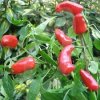 Fresno (semená) chilli