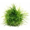 Dennerle Eriocaulon cinereum In-Vitro Neobjednávat