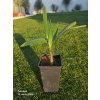 Trachycarpus wagnerianus v celkovej výške 55 cm
