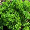 BIO Petržlen Grüne Perle - Petroselinum crispum - bio semená - 600 ks