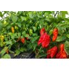 Naga Morich priesada