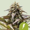 Royal Queen Seeds Cannabis Seeds North Thunderfuck Auto 3 ks