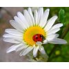 Gaira Diamantové maľovanie Lienka D0793