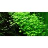 Hydrocotyle tripartita 1-2 Grow!