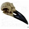 dekorácia ALCHEMY GOTHIC - Corvus Alchemica - V16 ALCHEMY GOTHIC