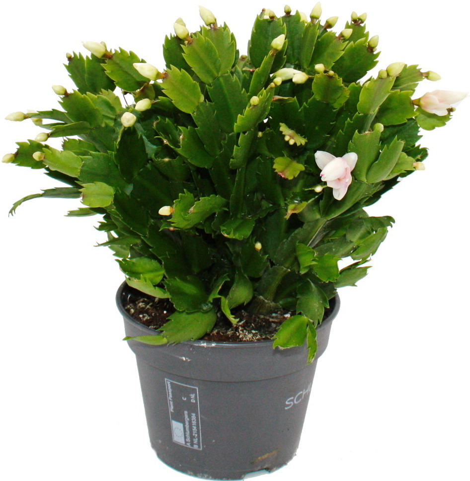 Exotenherz Velký vianocný kaktus - Schlumbergera - xxl - 17cm kvetinác - výška cca 25-35cm - biele kvety