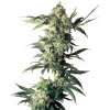 Sensi Seeds Cannabis Seeds Northern Lights feminizované od White Label, 3-10 ks 10 ks