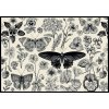 Interdruk - Puzzle Motýle a kvety - 500 dielov