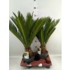 CYCAS REVOLUTA XXL 14/55cm