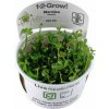 Marsilea hirsuta 1-2 Grow!