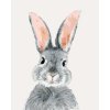ZUTY Maľovanie podľa čísel SIVÝ KRÁLIK Rámovanie vypnuté plátno na rám Rozmer 80 x 100 cm