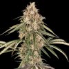Sensi Seeds - Garlic Gas 5 ks - semená neobsahujú THC