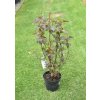 Physocarpus opulifolius ´ Diabolo ´ Clt.5
